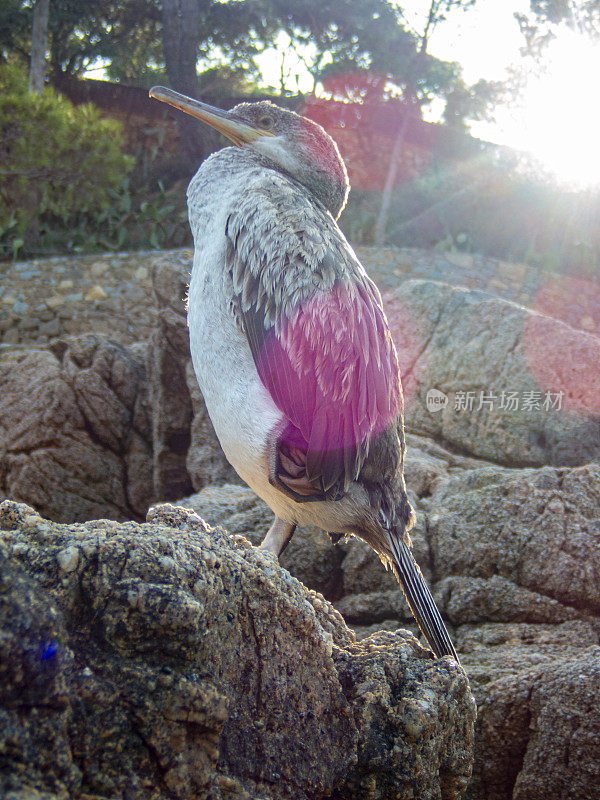 Phalacrocorax carbo，在科斯塔布拉瓦-赫罗纳